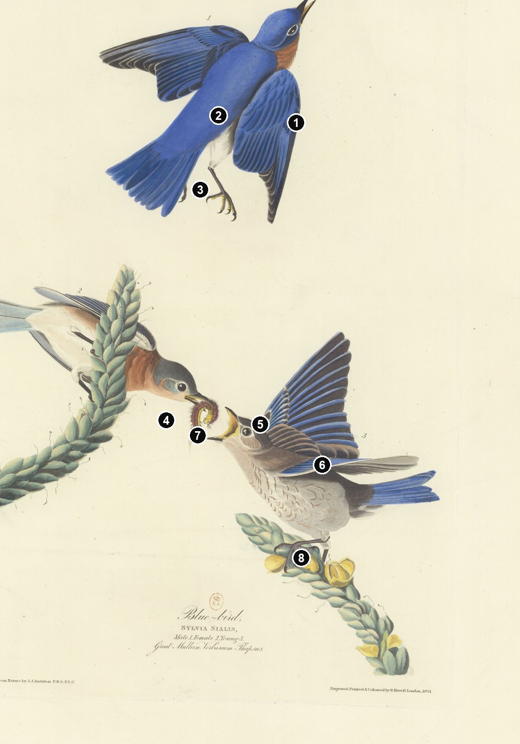 Annotated details from Eastern Bluebird by John James Audubon